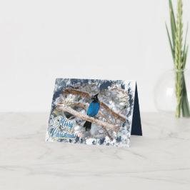 Steller's Jay Frohe Weihnachtskarte Feiertagskarte