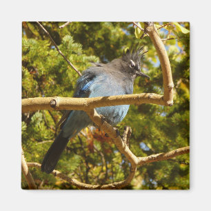 Stellers Jay im Rocky Mountain National Park Magnet