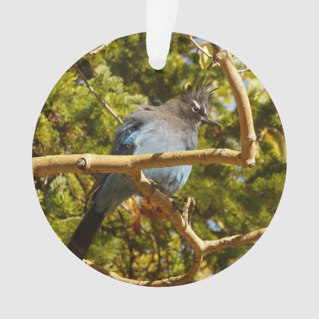 Steller's Jay im Rocky Mountain National Park Ornament (Vorderseite)