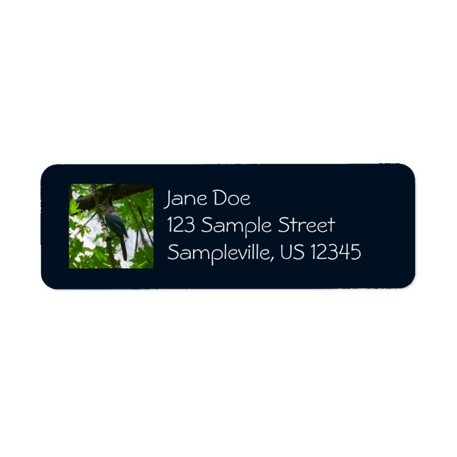 Steller's Jay im Yosemite-Nationalpark (Vorne)