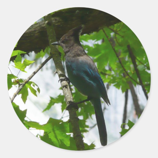 Steller's Jay im Yosemite-Nationalpark Runder Aufkleber (Vorderseite)