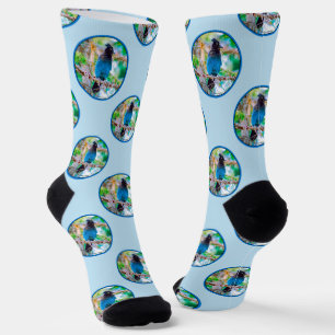 Steller's Jay in Forest Original Foto Socken