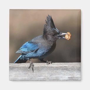 Steller's Jay mit Erdnussmagnet Magnet
