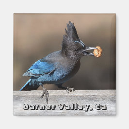 Steller's Jay mit Peanut Magnet Garner Valley, Ca
