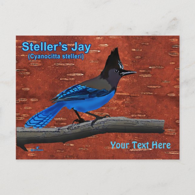 Steller's Jay on Inner Birch Bark Postcard Postkarte (Vorderseite)