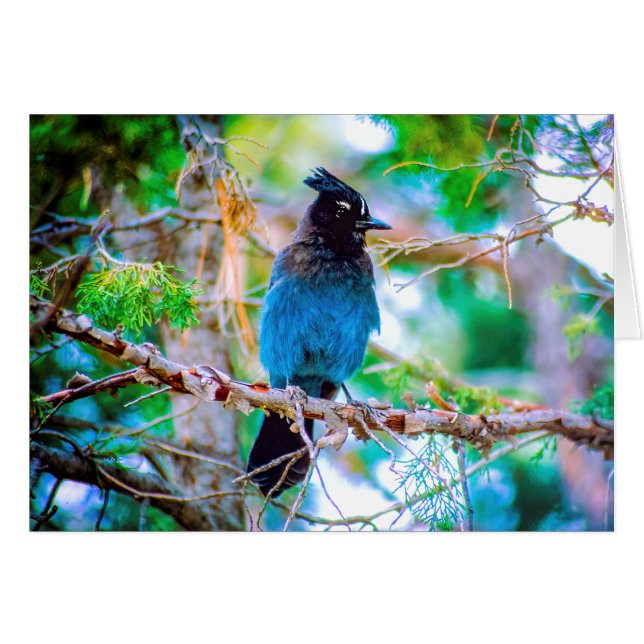 Steller's Jay - Original Foto (Vorderseite (Horizontal))
