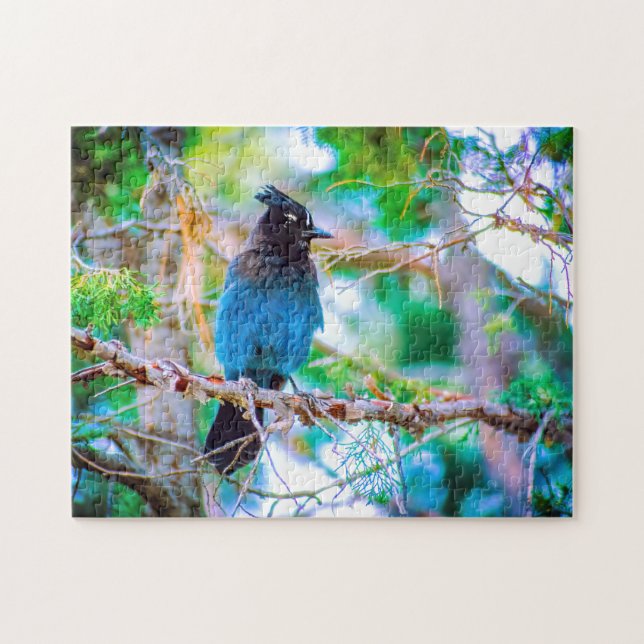 Steller's Jay - Original Foto (Horizontal)