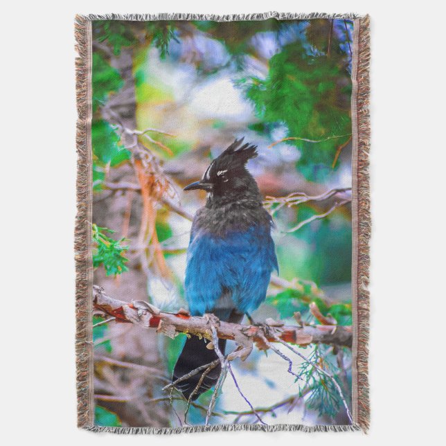 Steller's Jay - Original Foto Decke (Vorderseite Vertikal)