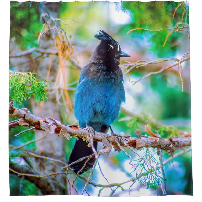Steller's Jay - Original Foto Duschvorhang (Vorderseite)