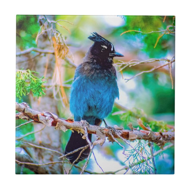 Steller's Jay - Original Foto Fliese (Vorderseite)