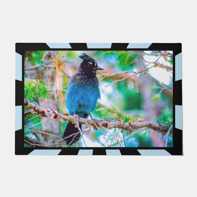 Steller's Jay - Original Foto Fußmatte (Vorderseite)