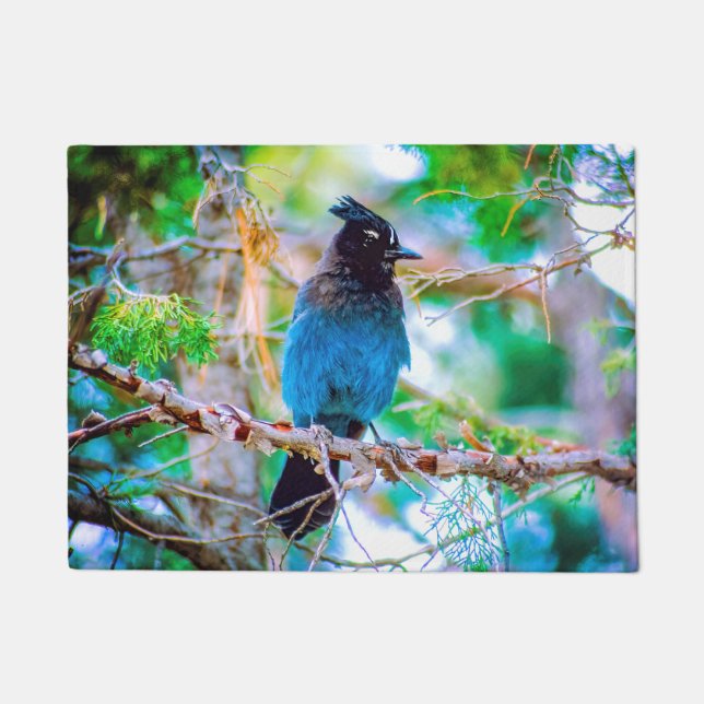 Steller's Jay - Original Foto Fußmatte (Vorderseite)
