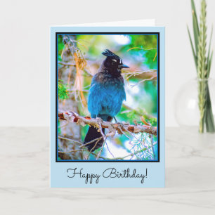 Steller's Jay - Original Foto Karte