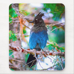 Steller's Jay - Original Foto Mousepad