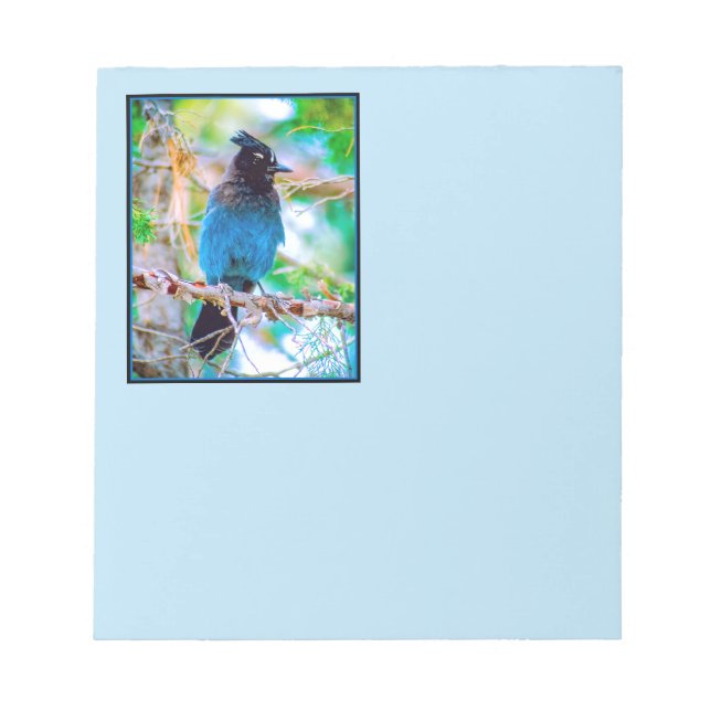 Steller's Jay - Original Foto Notizblock (Vorderseite)