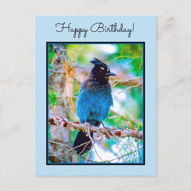 Steller's Jay - Original Foto Postkarte (Vorderseite)