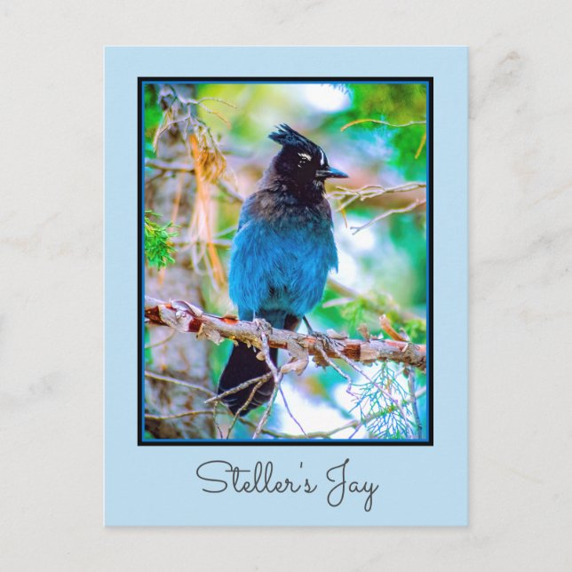 Steller's Jay - Original Foto Postkarte (Vorderseite)
