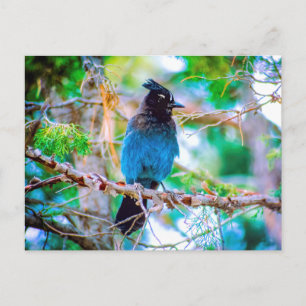 Steller's Jay - Original Foto Postkarte