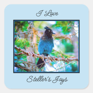 Steller's Jay - Original Foto Quadratischer Aufkleber