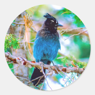 Steller's Jay - Original Foto Runder Aufkleber