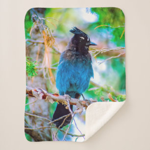 Steller's Jay - Original Foto Sherpadecke