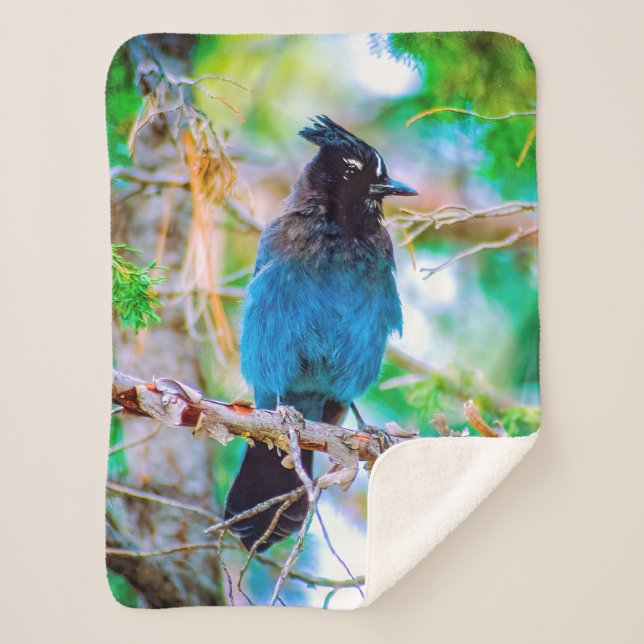 Steller's Jay - Original Foto Sherpadecke (Vorderseite)