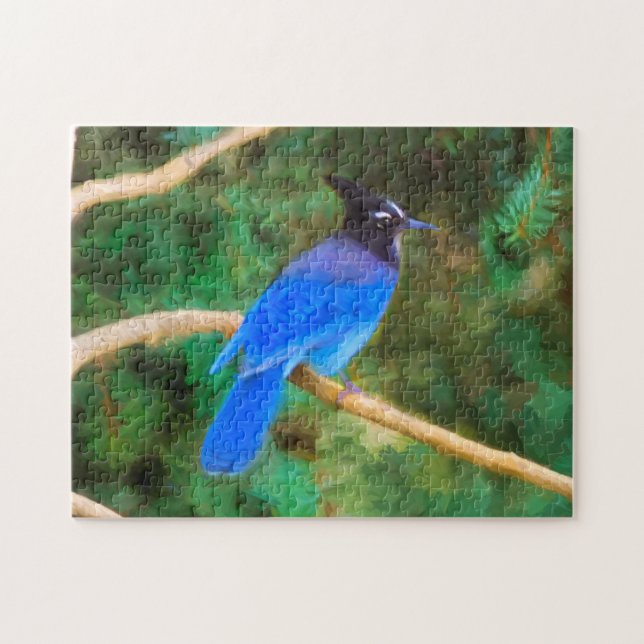 Steller's Jay Painting - Original Bird Art (Horizontal)