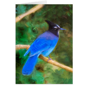 Steller's Jay Painting - Original Bird Art