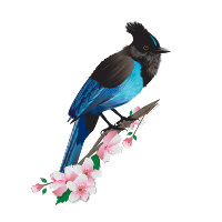 Steller's Jay Stretched Canvas Print