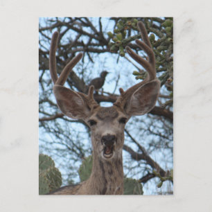 Stellungnahme Hirschpostkarte Postkarte