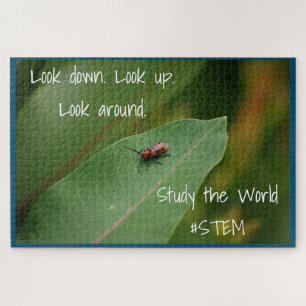 STEM-Insektennatur