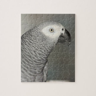 Stently African Gray Parrot