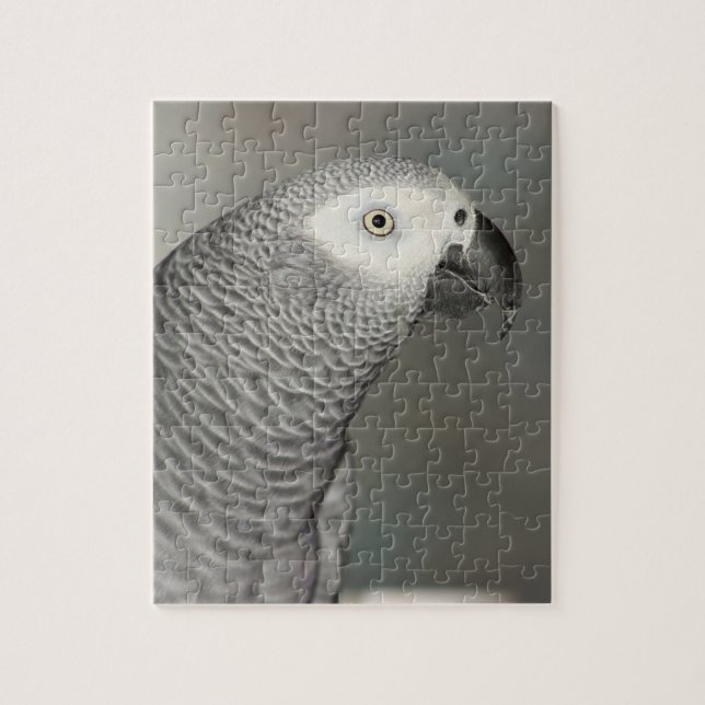 Stently African Gray Parrot (Vertikal)