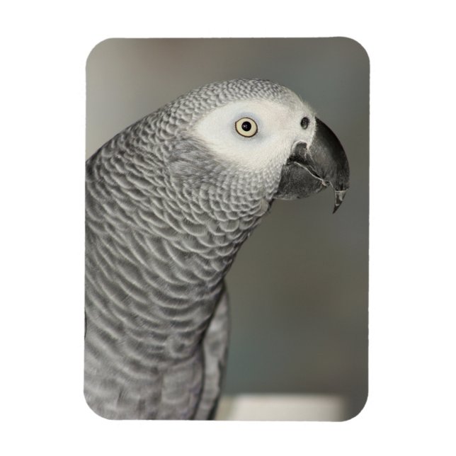 Stently African Gray Parrot Magnet (Vertikal)