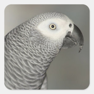 Stently African Gray Parrot Quadratischer Aufkleber