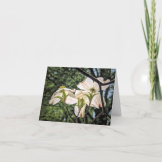 Stenton Garden Series-Hartriegelblüten Dankeskarte