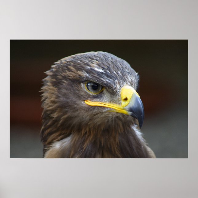 Steppe Eagle Nah-Up Portrait Poster (Vorne)