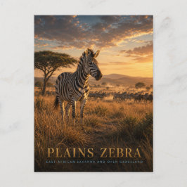 Steppenzebra Ostafrikanische Savanne TIERE Postkarte