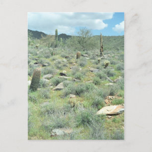 Stepping Stones Sonoran Arizona Foto Postkarte