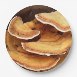 Stereum Hirsutum Fungi Paper Teller