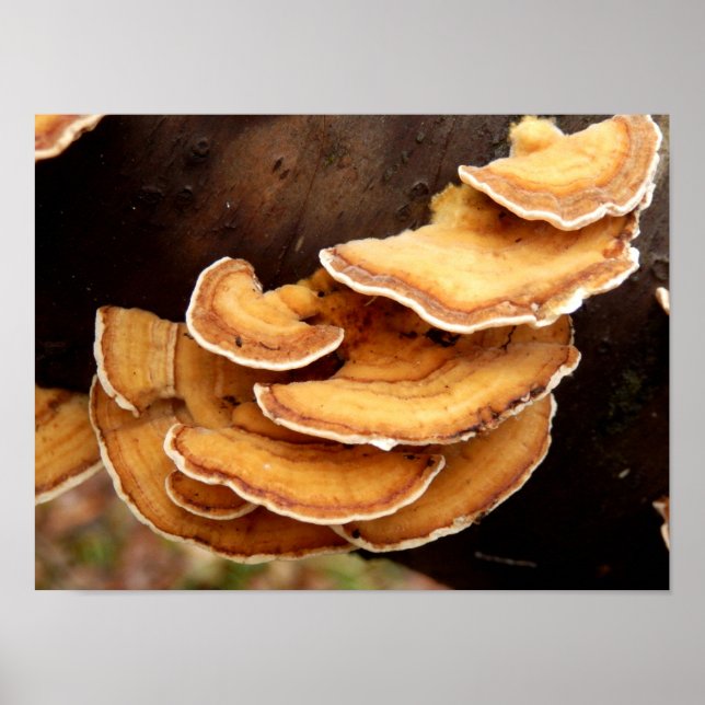 Stereum Hirsutum Fungi Poster (Vorne)