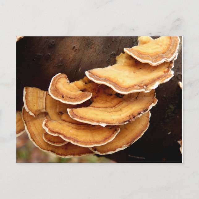 Stereum Hirsutum Fungi Postkarte (Vorderseite)