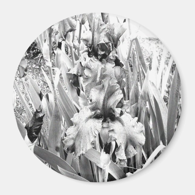 Sterling Ire.... Magnet (Vorne)