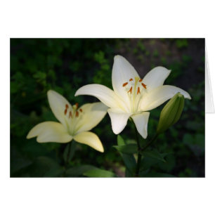 Sterling Star Lilies Karte