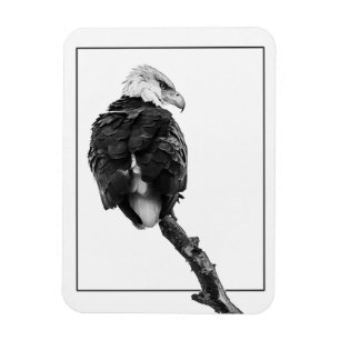 Stern Bald Eagle Magnet