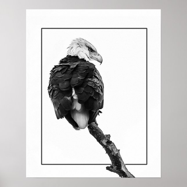 Stern Bald Eagle Poster (Vorne)