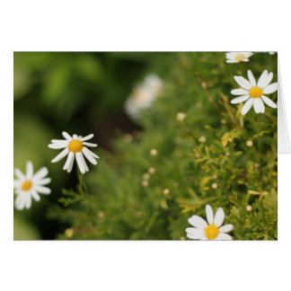 Stern-Blumen