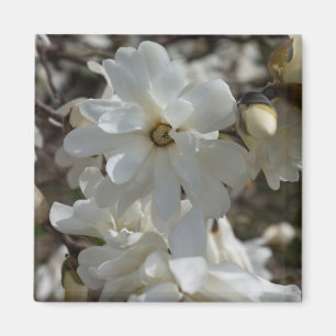 Stern-Magnolie blüht Magnet
