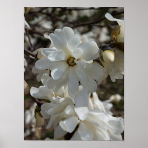 Stern-Magnolie Blüten Poster