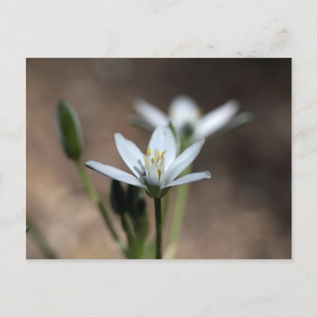 Stern-of-Bethlehem-Blume (Ornithogalum umbellatum) Postkarte (Vorderseite)
